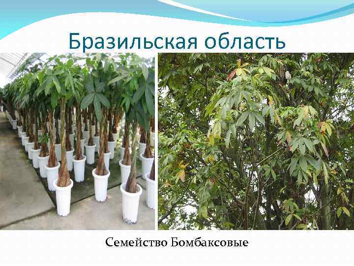 Бразильская область Семейство Бомбаксовые 