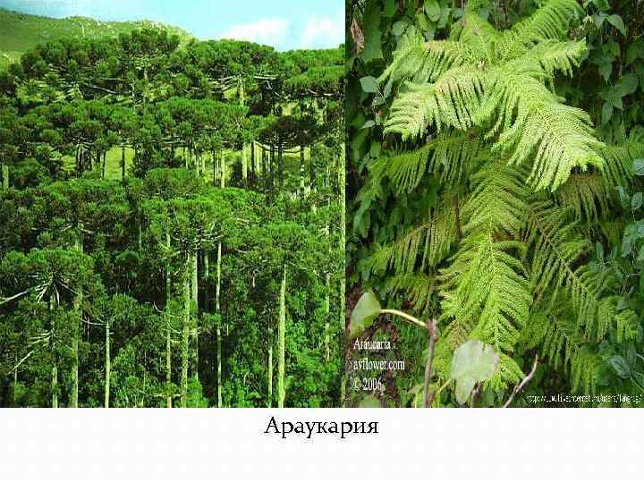 Араукария 
