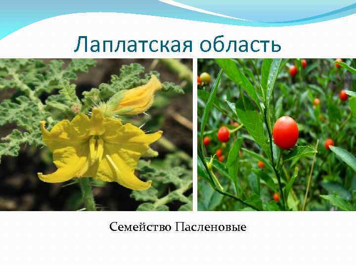 Лаплатская область Семейство Пасленовые 
