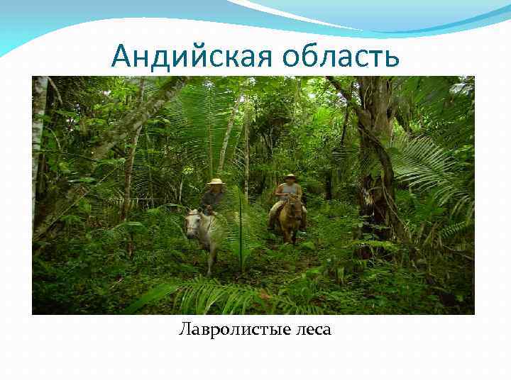 Андийская область Лавролистые леса 