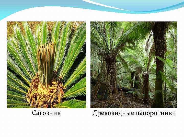 Саговник Древовидные папоротники 
