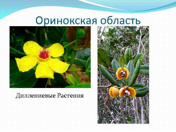 Оринокская область Диллениевые Растения 