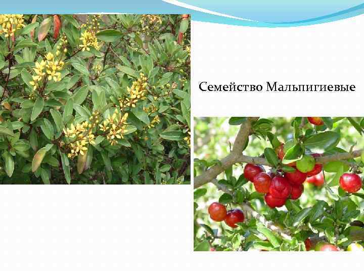 Семейство Мальпигиевые 