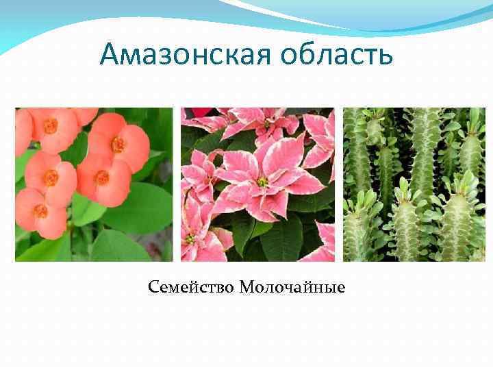 Амазонская область Семейство Молочайные 