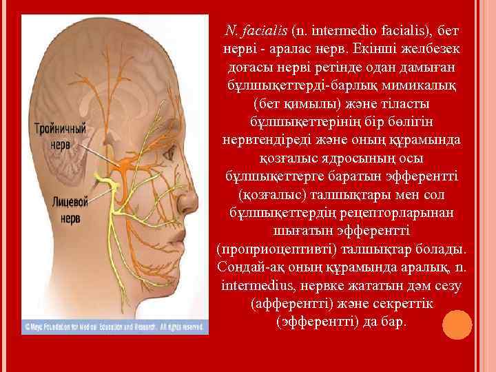 N. facialis (n. intermedio facialis), бет нерві - аралас нерв. Екінші желбезек доғасы нерві