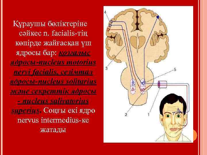 Құраушы бөліктеріне сәйкес n. facialis-тің көпірде жайғасқан үш ядросы бар: қозғалыс ядросы-nucleus motorius nervi