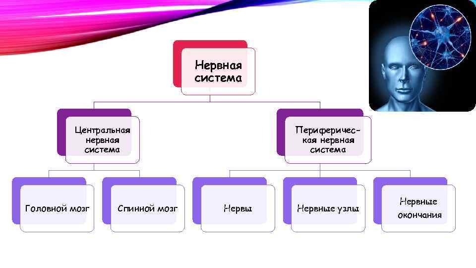 Нервная система Центральная нервная система Головной мозг Спинной мозг Периферическая нервная система Нервы Нервные