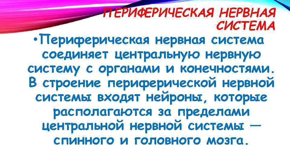 ПЕРИФЕРИЧЕСКАЯ НЕРВНАЯ СИСТЕМА • Периферическая нервная система соединяет центральную нервную систему с органами и