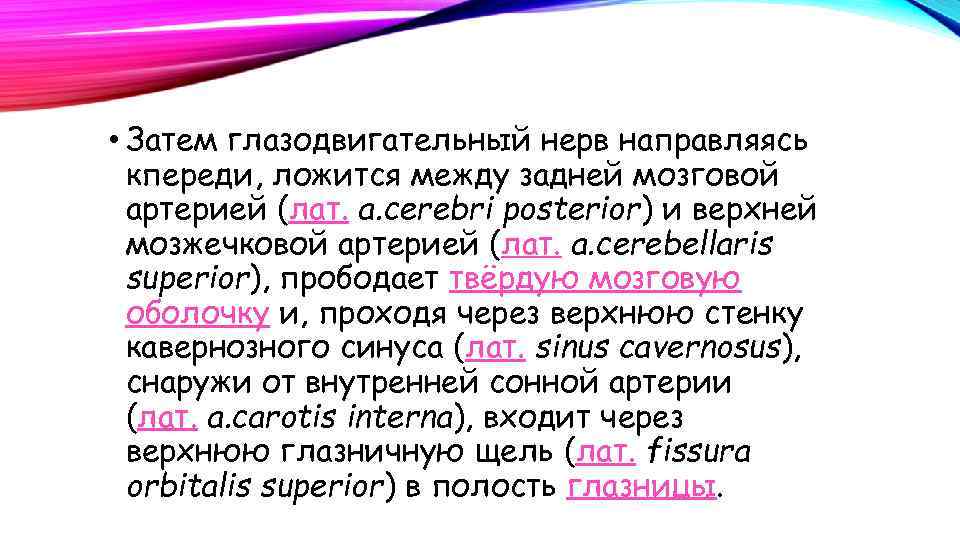  • Затем глазодвигательный нерв направляясь кпереди, ложится между задней мозговой артерией (лат. a.