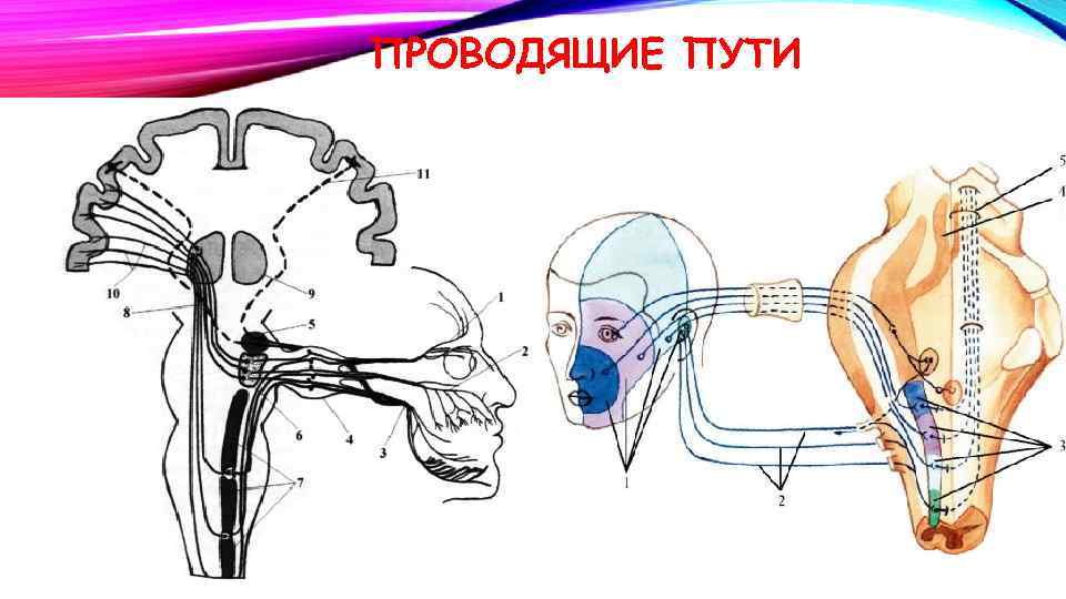 ПРОВОДЯЩИЕ ПУТИ 