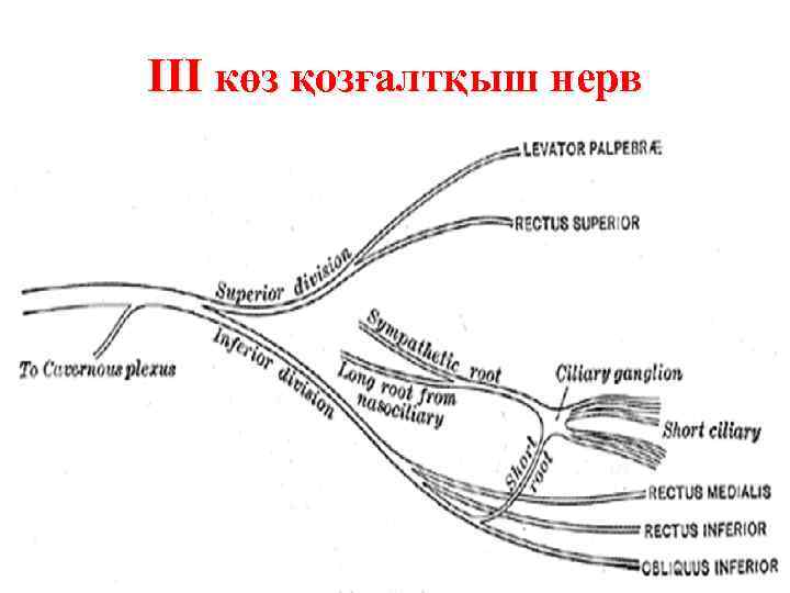 III көз қозғалтқыш нерв 