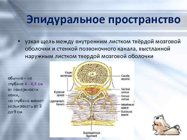 Эпидуральное пространство • узкая щель между внутренним листком твёрдой мозговой оболочки и стенкой позвоночного