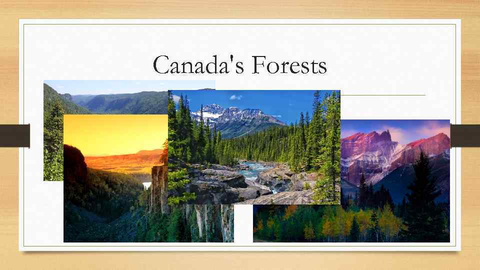Canada's Forests 