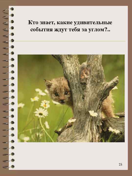 Кто знает, какие удивительные события ждут тебя за углом? . . 23 