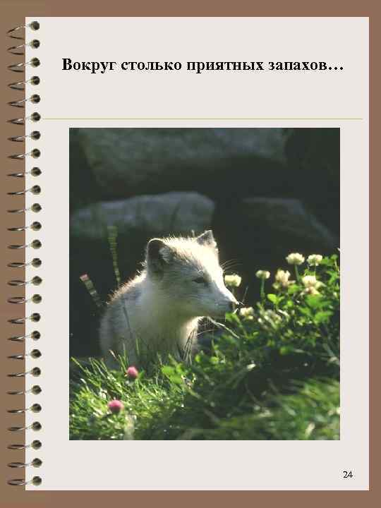 Вокруг столько приятных запахов… 24 