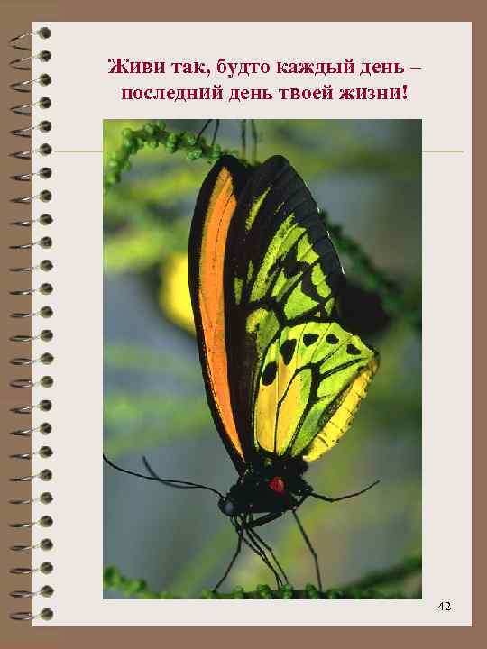 Живи так, будто каждый день – последний день твоей жизни! 42 