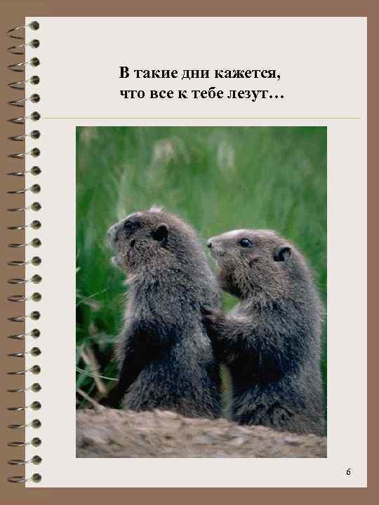 В такие дни кажется, что все к тебе лезут… 6 