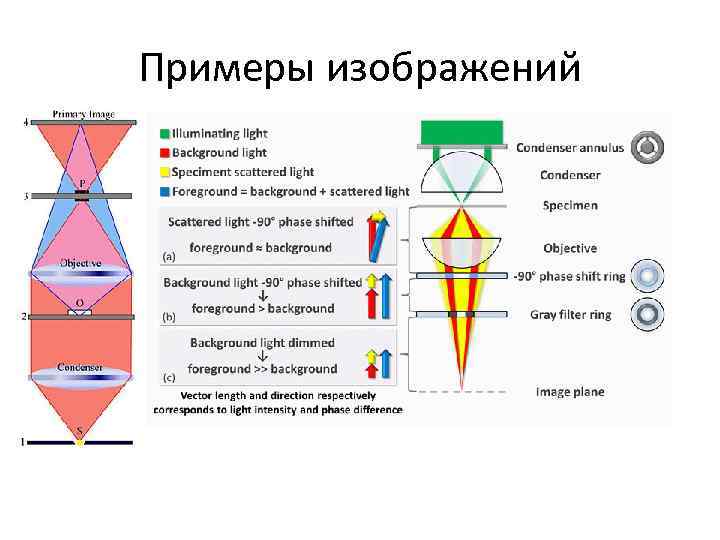 Примеры изображений 