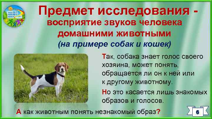 Предмет исследования восприятие звуков человека домашними животными (на примере собак и кошек) Так, собака
