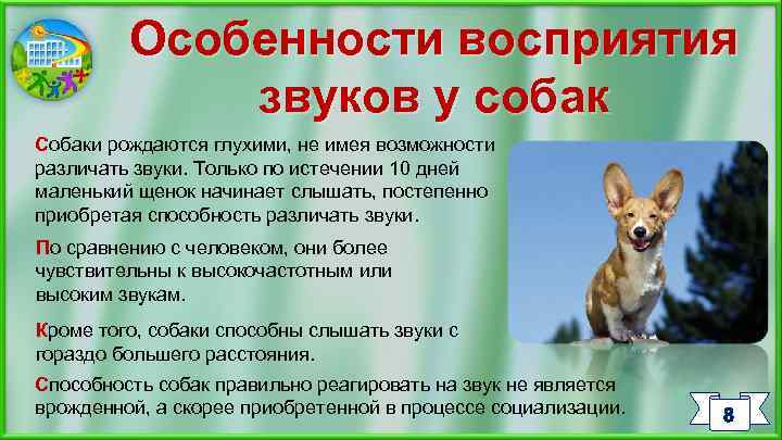 Особенности восприятия звуков у собак Собаки рождаются глухими, не имея возможности различать звуки. Только