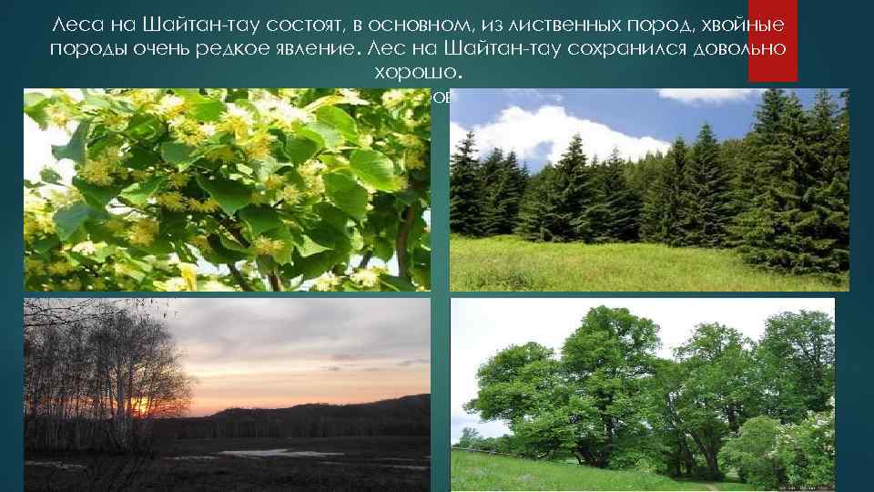 Леса на Шайтан-тау состоят, в основном, из лиственных пород, хвойные породы очень редкое явление.