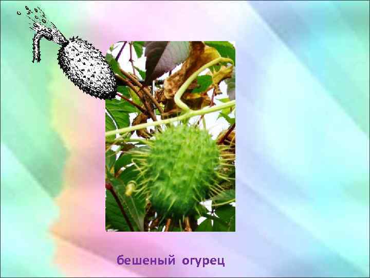 бешеный огурец 