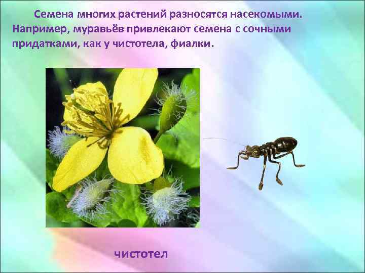 Семена многих растений разносятся насекомыми. Например, муравьёв привлекают семена с сочными придатками, как у