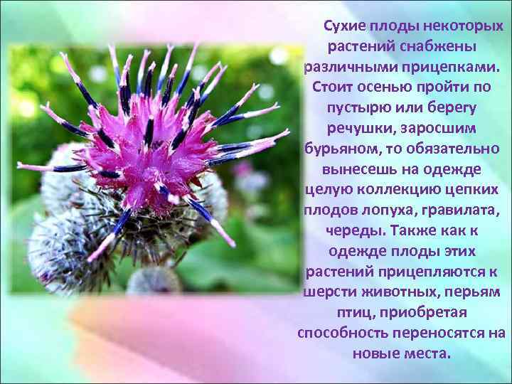 Сухие плоды некоторых растений снабжены различными прицепками. Стоит осенью пройти по пустырю или берегу