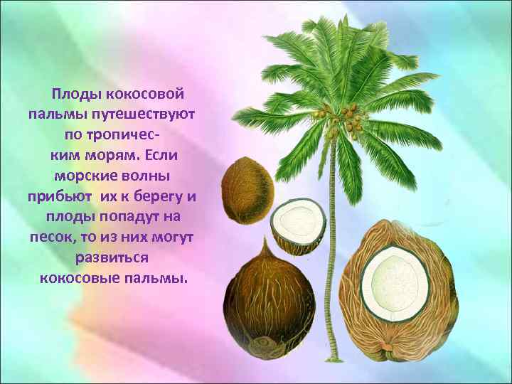 Плоды кокосовой пальмы путешествуют по тропическим морям. Если морские волны прибьют их к берегу