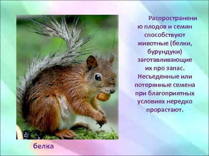 Распространени ю плодов и семян способствуют животные (белки, бурундуки) заготавливающие их про запас. Несъеденные