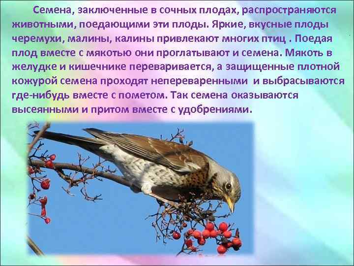 . Семена, заключенные в сочных плодах, распространяются животными, поедающими эти плоды. Яркие, вкусные плоды