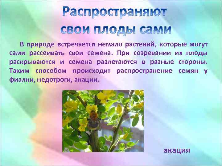 В природе встречается немало растений, которые могут сами рассеивать свои семена. При созревании их