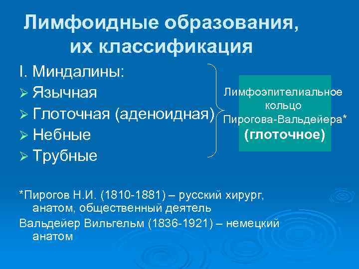 Лимфоидные образования, их классификация I. Миндалины: Ø Язычная Ø Глоточная (аденоидная) Ø Небные Ø