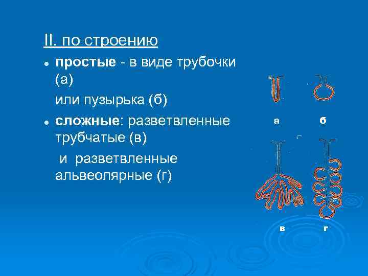 II. по строению l l простые - в виде трубочки (а) или пузырька (б)