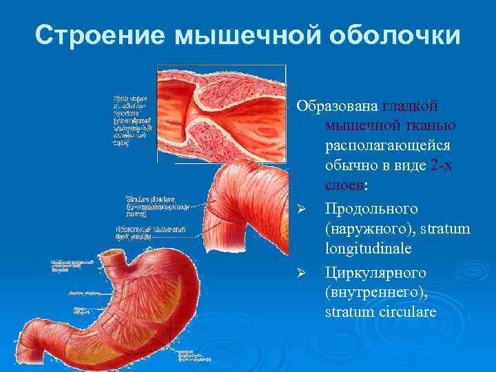 Оболочки мышц