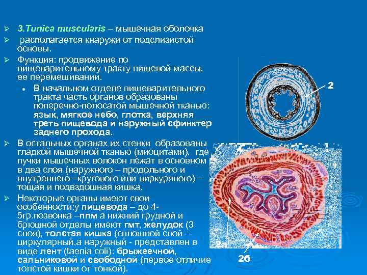 3. Tunica muscularis – мышечная оболочка располагается кнаружи от подслизистой основы. Ø Функция: продвижение