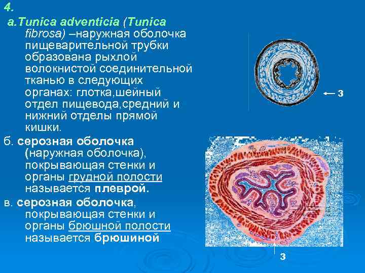 4. а. Тunica adventicia (Тunica fibrosa) –наружная оболочка пищеварительной трубки образована рыхлой волокнистой соединительной