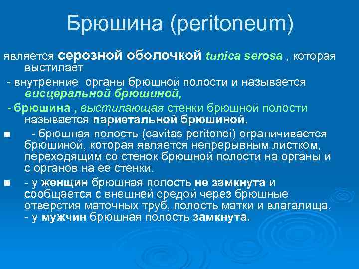 Брюшина (peritoneum) является серозной оболочкой tunica serosa , которая выстилает - внутренние органы брюшной