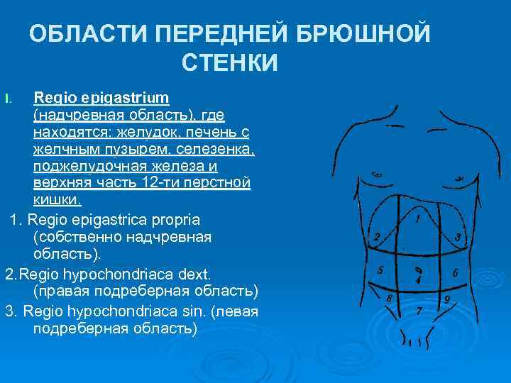 Линии живота анатомия. Области передней брюшной стенки. Области передней стенки живота. Надчревная область живота. Области живота анатомия на латыни.