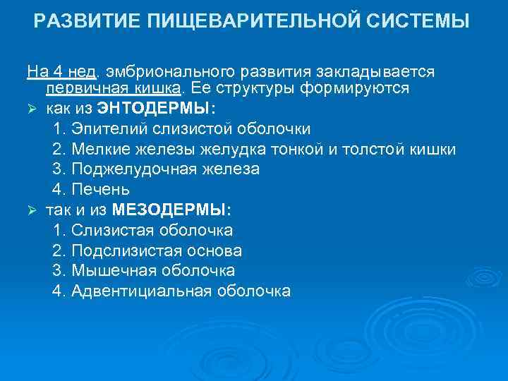 РАЗВИТИЕ ПИЩЕВАРИТЕЛЬНОЙ СИСТЕМЫ На 4 нед. эмбрионального развития закладывается первичная кишка. Ее структуры формируются