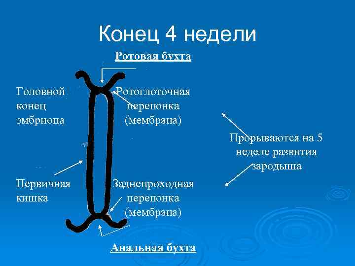 При проведении зондового питания головной конец кровати