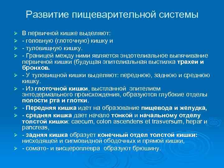 Развитие пищеварительной системы Ø Ø Ø Ø Ø В первичной кишке выделяют: - головную