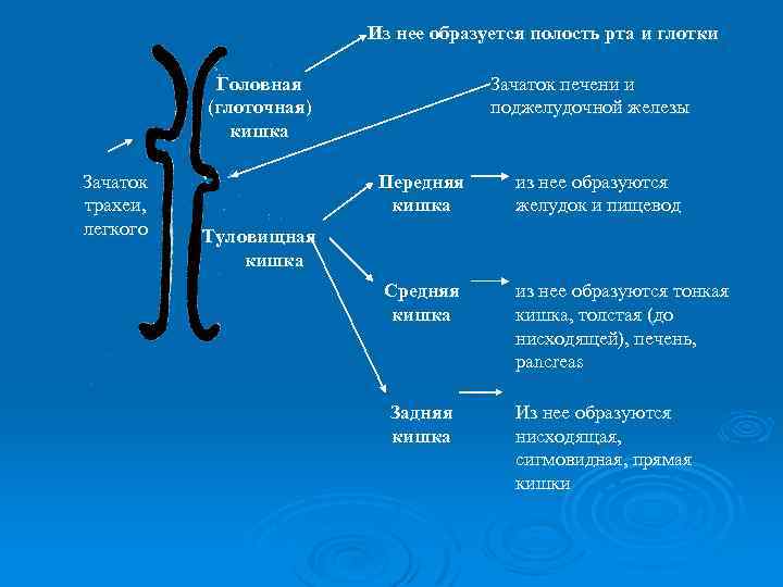 Полость образованный