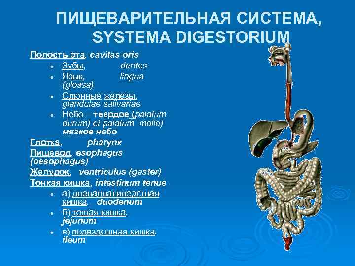 ПИЩЕВАРИТЕЛЬНАЯ СИСТЕМА, SYSTEMA DIGESTORIUM Полость рта, cavitas oris l Зубы, dentes l Язык, lingua