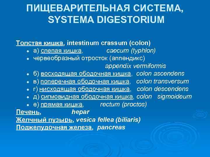 ПИЩЕВАРИТЕЛЬНАЯ СИСТЕМА, SYSTEMA DIGESTORIUM Толстая кишка, intestinum crassum (colon) l а) слепая кишка, caecum