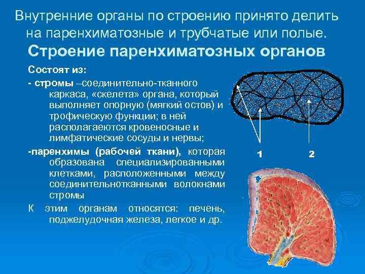 Внутренние органы по строению принято делить на паренхиматозные и трубчатые или полые. Строение паренхиматозных