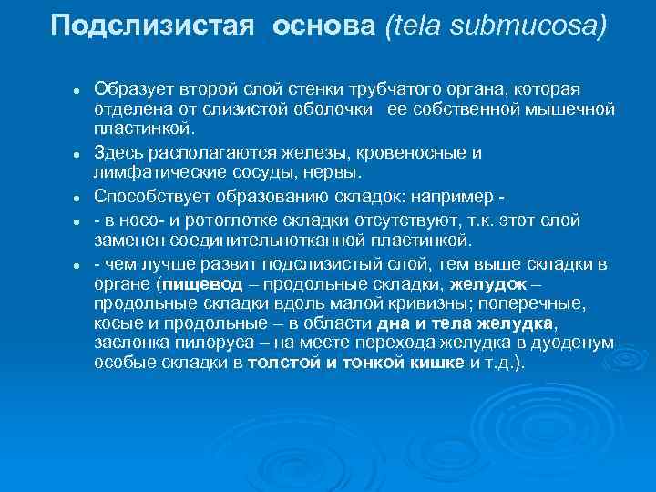 Подслизистая основа (tela submucosa) l l l Образует второй слой стенки трубчатого органа, которая