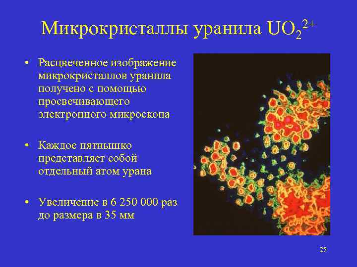 Микрокристаллы уранила UO 22+ • Расцвеченное изображение микрокристаллов уранила получено с помощью просвечивающего электронного