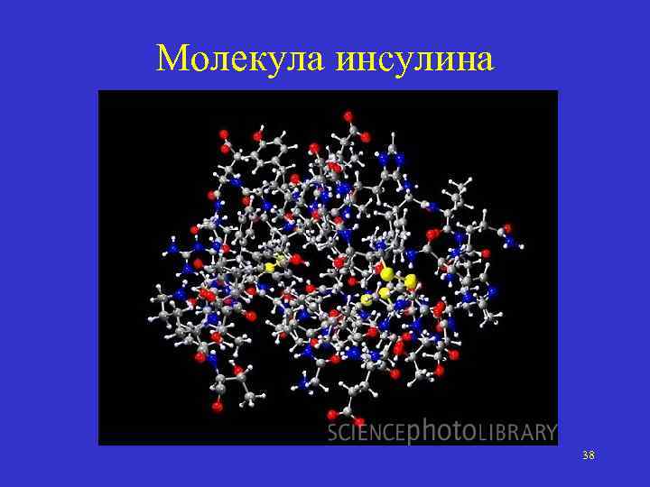 Молекула инсулина 38 