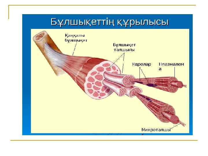 Бұлшық ет презентация